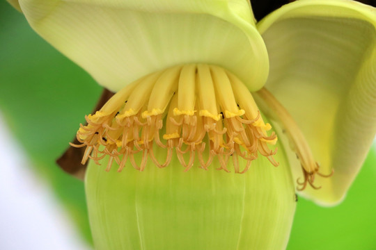 芭蕉花特写