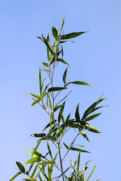 竹枝