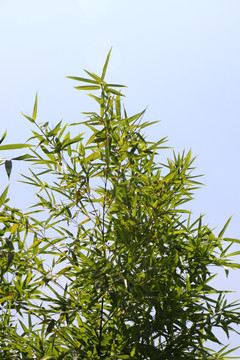 竹枝