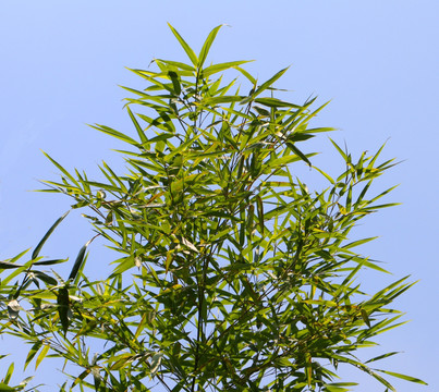 竹枝