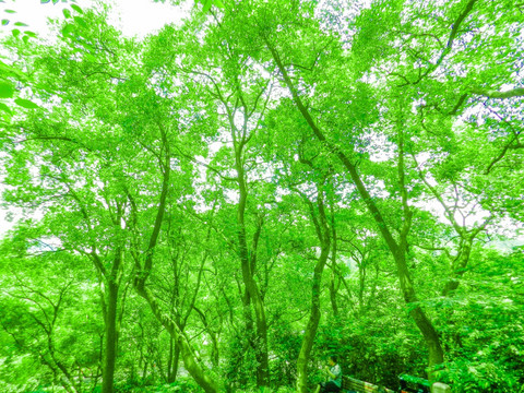 树林 绿树