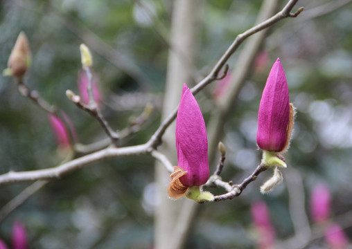 紫色玉堂春