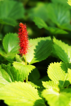 花 小花 鲜花 植物 叶子