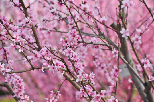 桃花