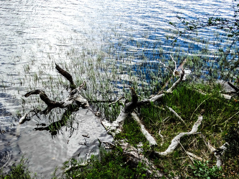 普达措湖畔枯树