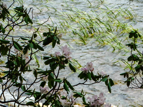 湖畔杜鹃花