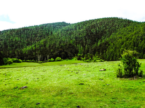 高山牧场