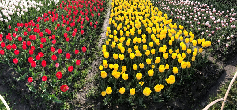 郁金香花海