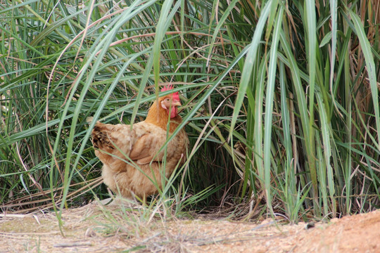 躲在草丛下蛋的母鸡
