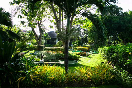 椰树 花园