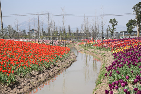 花卉