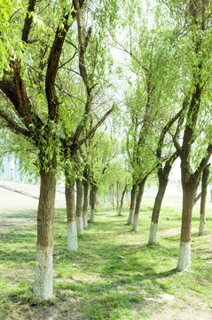 柳树林