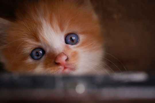 小猫