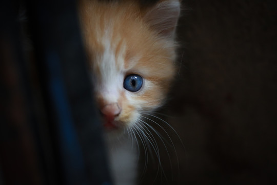 躲猫的小猫