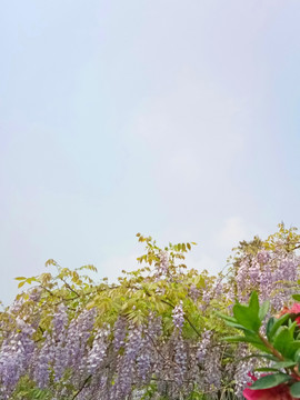 紫槐花 天空白云 背景素材