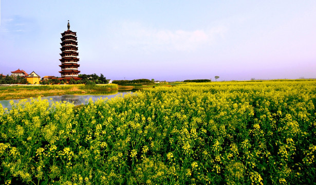 扬州高旻寺油菜花