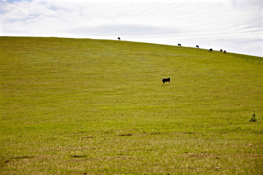 锡林郭勒草原上的牛