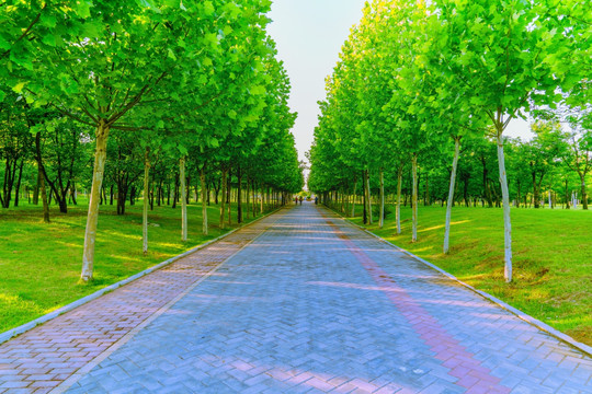 法桐绿树通道