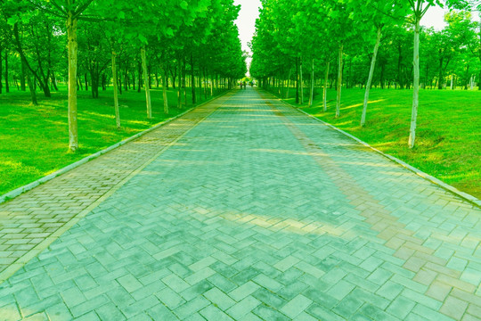 绿树通道