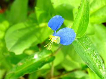 兰花菜