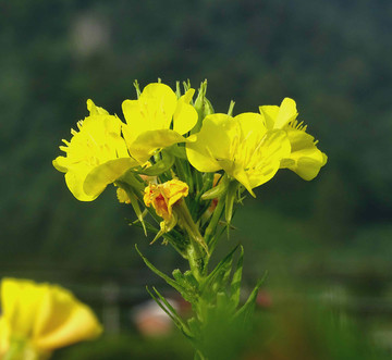 黄花