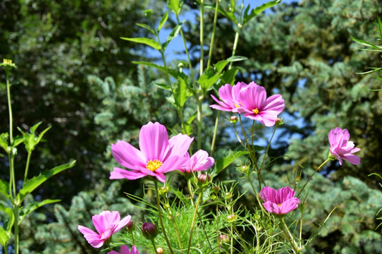 美丽的花卉，鲜花盛开