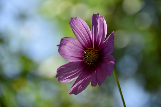 波斯菊花