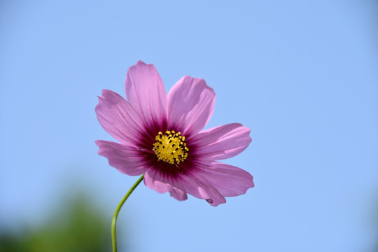 唯美花朵波斯菊