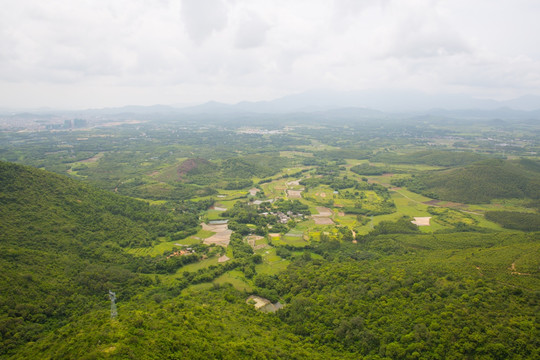 树林 高山 大垌山