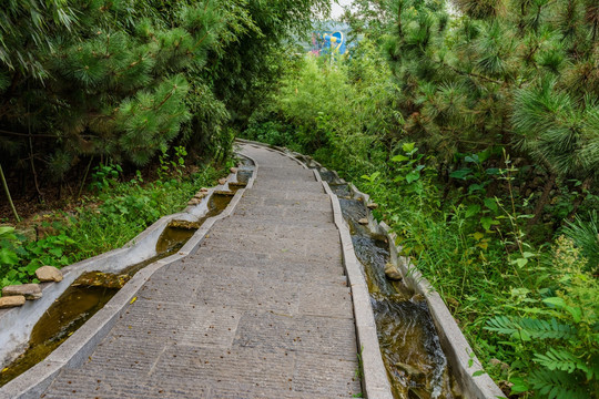 林荫道 登山小径