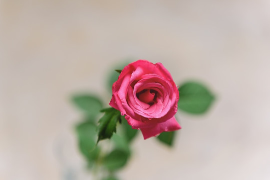 一支红玫瑰