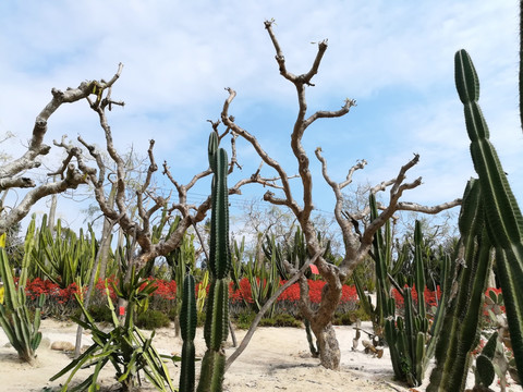 厦门植物园沙生植物区