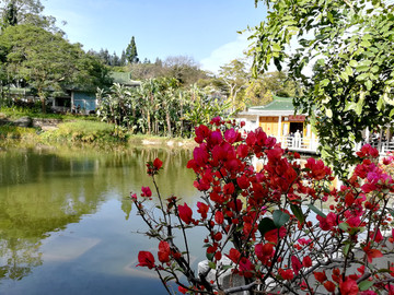 三角梅花 厦门植物园风景