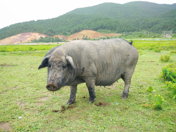 藏香猪