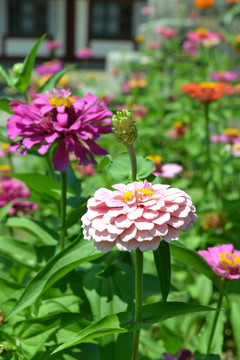 朝鲜鲜花