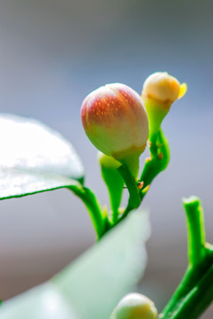 柠檬花