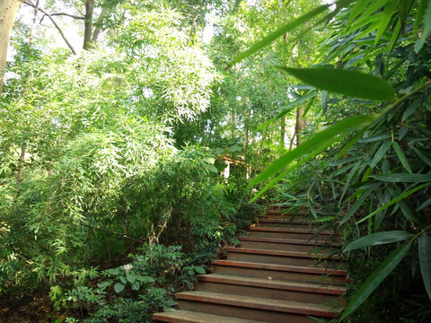 林间木质楼梯