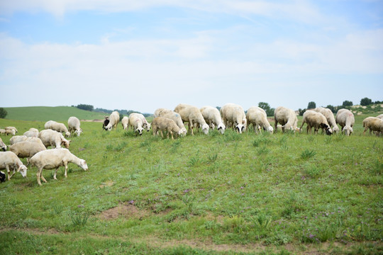 羊群 乌兰布统草原羊群