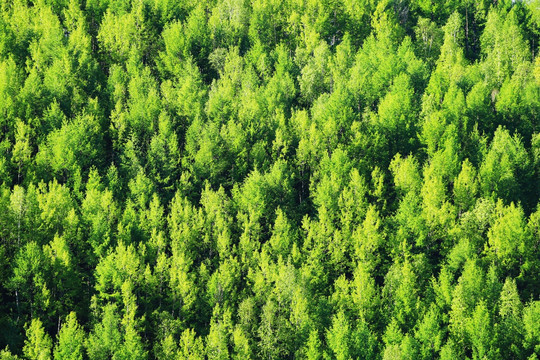 翠绿的松林
