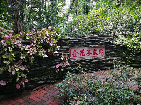 金花茶公园