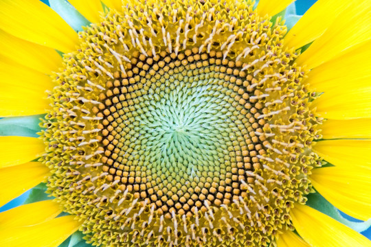 葵花
