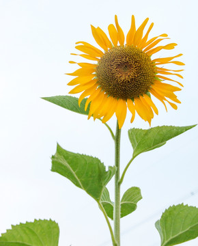 太阳花
