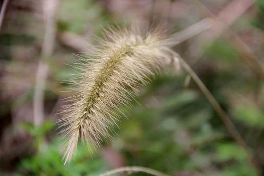 狗尾巴草 花草摄影图片素材