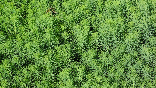 植被墙