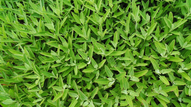 绿色植物墙纸