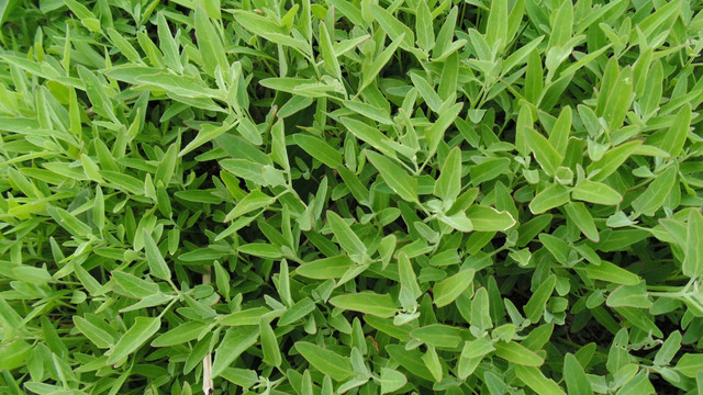 绿色植物背景图