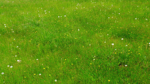 绿草背景墙 绿草桌面图