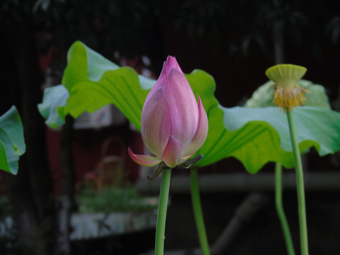 荷花