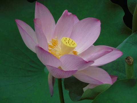 荷花