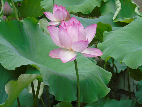 荷花